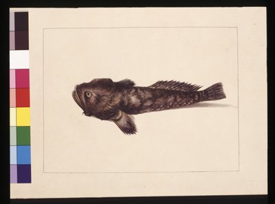 Pagina 8. Twijfelachtige Lophius. Nu bekend als een kikkervis, c.1789-90 door Sarah Stone