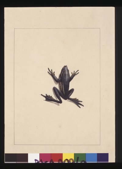 Pagina 9. Blauwe Kikker. Nu bekend als een Groene Boomkikker, ca. 1789-90 door Sarah Stone
