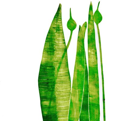 Lange groene dingen door Sarah Thompson Engels