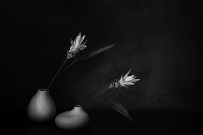  door Saskia Dingemans