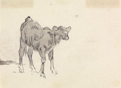 Studie van een kalf door Sawrey Gilpin