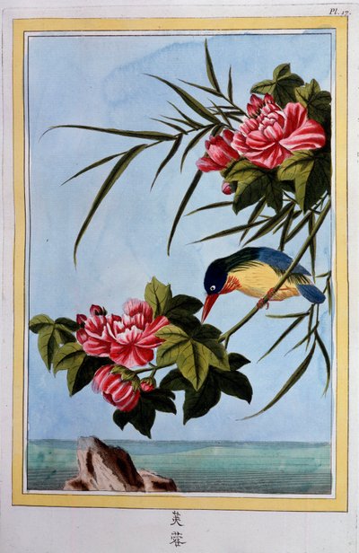 Vogel op een tak (Vogel vliegt?) Gouache uit de 18e eeuw Dijon, gemeentelijke bibliotheek door School Chinese