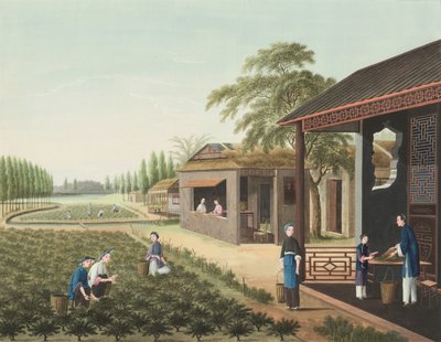 Theeproductie door School Chinese
