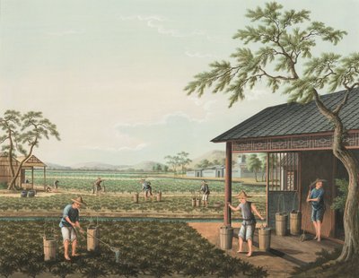 Theeproductie, ca. 1820 door School Chinese