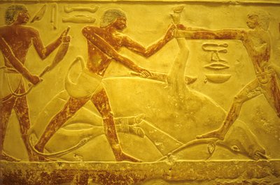 Oude Egypte, muurgravure, Mastaba/Tombe van Idout, Saqqara, 2323-2150 v.Chr., stier geslacht voor offer door School Egyptian