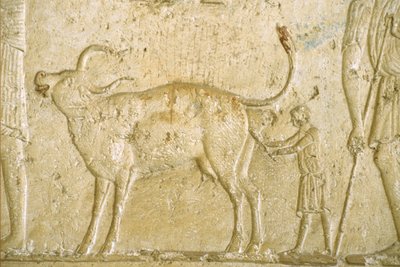 Oud Egypte, Muur gravure/schildering, Petosiris Graf, Tuna Gabel, Tuna el Gebel, 300 v.Chr., Helpen bij de geboorte van een koe door School Egyptian