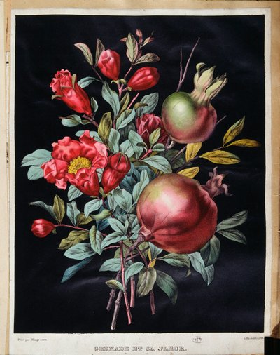 Granaatappel en zijn bloem - botanische plaat door School French