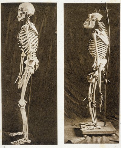 Skeletten van een Mens en een Chimpansee door School French
