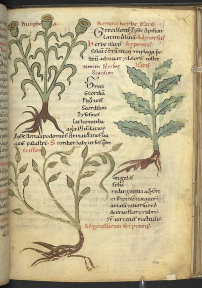 Nymphia; Isatis; Crision, uit 