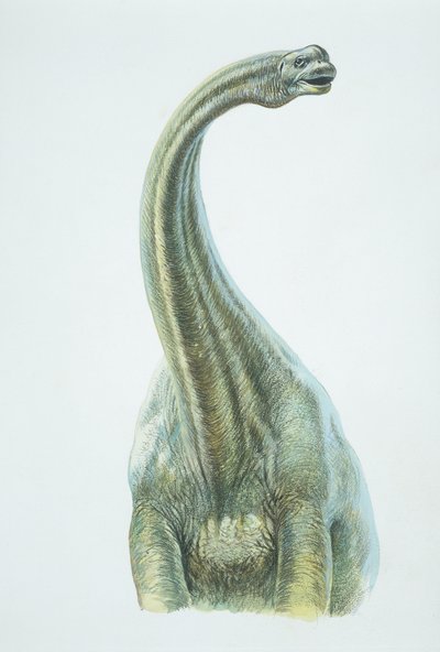 Brontosaurus, Jura-periode door School Italian