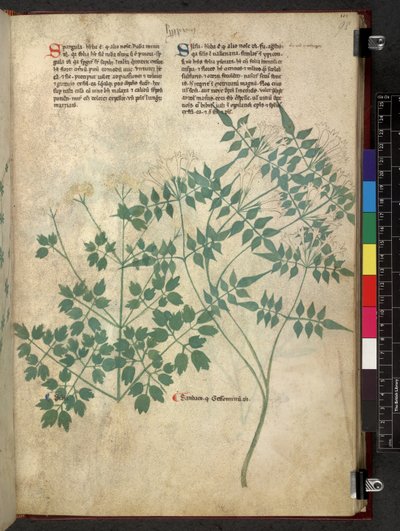 Spargula en Self, Tractatus de herbis (Kruidenboek) c.1280-1310 door School Italian
