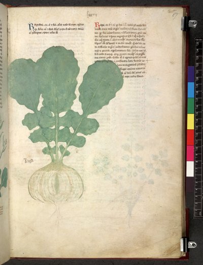 Tractatus de herbis (Kruidenboek) c.1280-1310 door School Italian