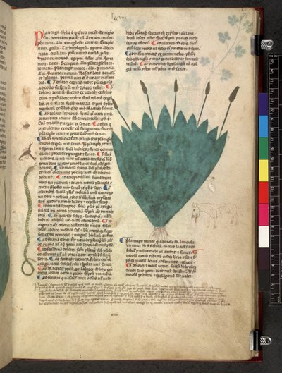 Tractatus de herbis (Kruidenboek) c.1280-1310 door School Italian