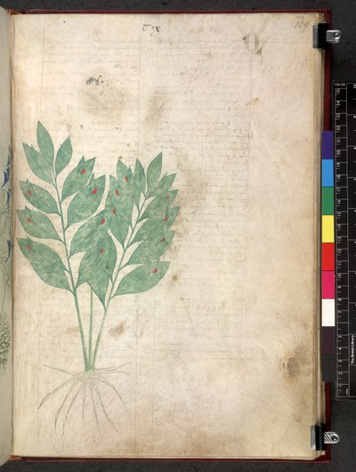 Tractatus de herbis (Kruidenboek) c.1280-1310 door School Italian