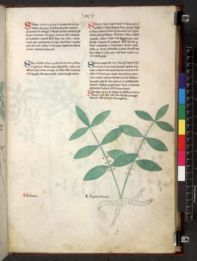 Tractatus de herbis (Kruidenboek) c.1280-1310 door School Italian