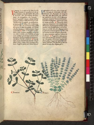 Tractatus de herbis (Kruidenboek) c.1280-1310 door School Italian