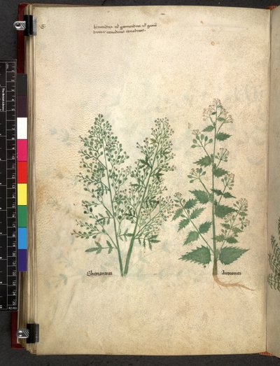 Tractatus de herbis (Kruidenboek) c.1280-1310 door School Italian