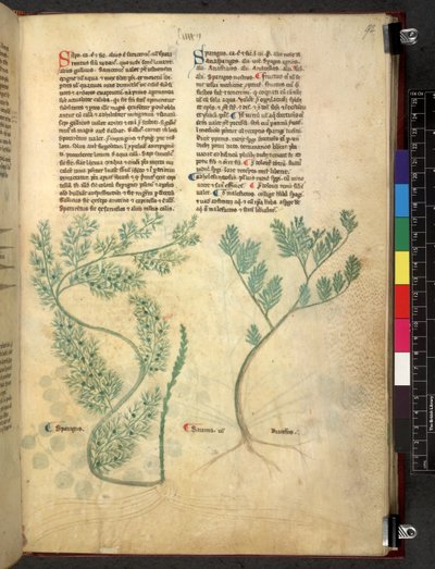 Tractatus de herbis (Kruidenboek) c.1280-1310 door School Italian