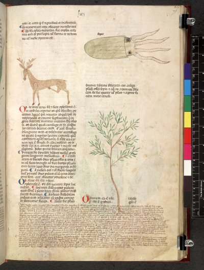Tractatus de herbis (Kruidenboek) c.1280-1310 door School Italian