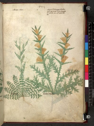 Tractatus de herbis (Kruidenboek) c.1280-1310 door School Italian