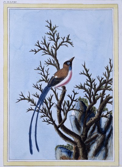 Vogel - Japanse prent door Japanese School