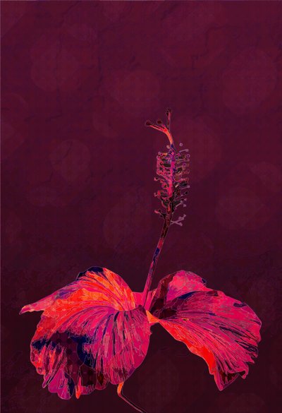 Hibiscus door Scott J. Davis