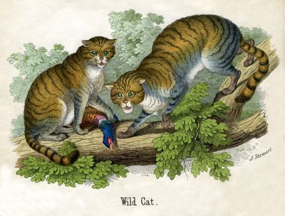 Antieke prent van twee lynxen door Scottish School