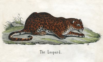Antieke prent van een Afrikaanse luipaard door Scottish School