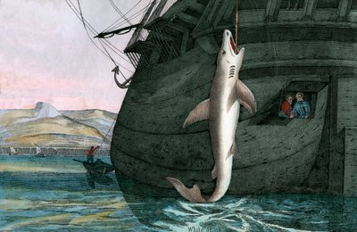 Grote Witte Haai Gevangen op Zee door Scottish School