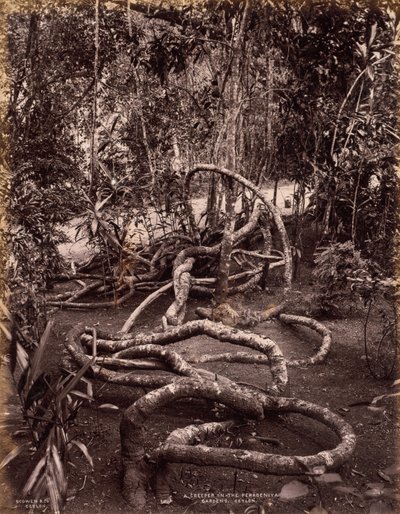 Een klimplant in de Peradeniya-tuinen, Ceylon, c. 1880 door Scowen and Co.