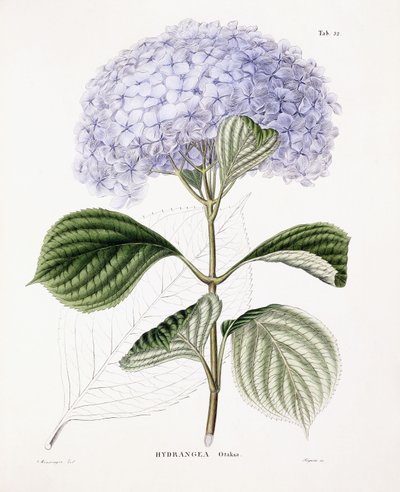Hortensia Ottaksa door Sebastian Minsinger