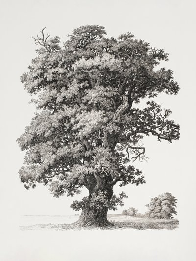 Boomstudies naar de natuur met het oog op landschapstekenen door S.h. Petersen