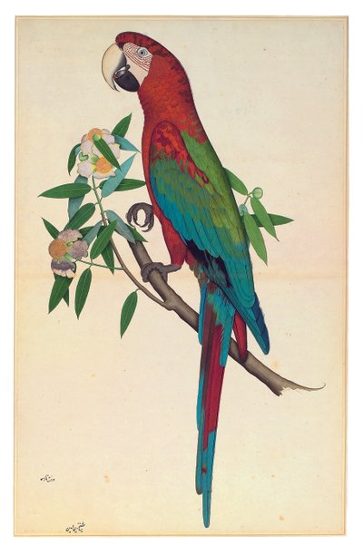 Een Groenvleugelara door Shaikh Zain ud Din (fl.1777 83)