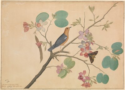 Een Oranjehoofdgrondlijster en een Doodshoofdvlinder op een Paarse Ebbenhouten Orchideetak door Shaikh Zain ud Din (fl.1777 83)