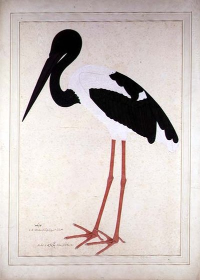 Zwartnek Ooievaar, Xenorhynchus Asiaticus, geschilderd voor Lady Impey in Calcutta door Shaikh Zain ud Din (fl.1777 83)