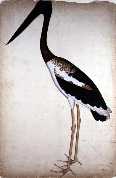 Zwartnek Ooievaar, Xenorhynchus Asiaticus, geschilderd voor Lady Impey in Calcutta, c.1780 door Shaikh Zain ud Din (fl.1777 83)
