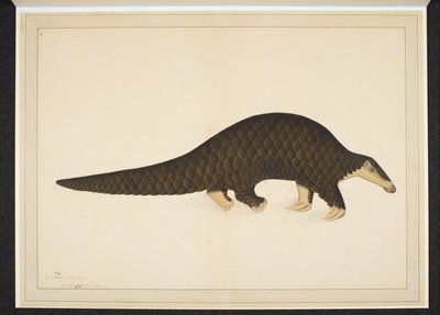 Add. Or. 4667, Pangolin of schubdier door Shaikh Zain ud Din (fl.1777 83)