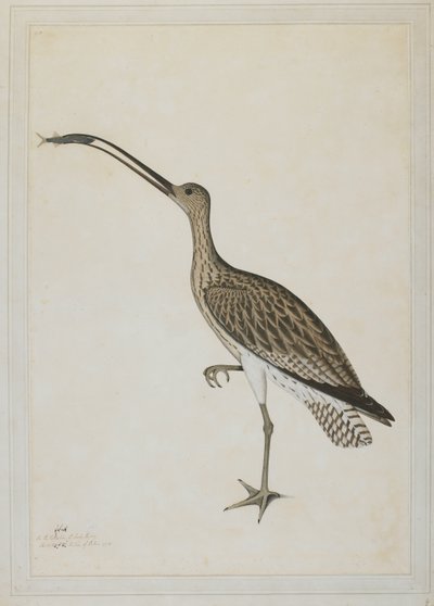 Oostelijke wulp die een modderkruiper verslindt door Shaikh Zain ud Din (fl.1777 83)