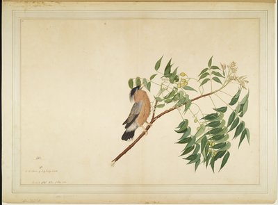 Brahminy Spreeuw op Neem Boom Tak, folio uit een Serie in Opdracht van Lady Impey, 1780 door Shaikh Zain ud Din