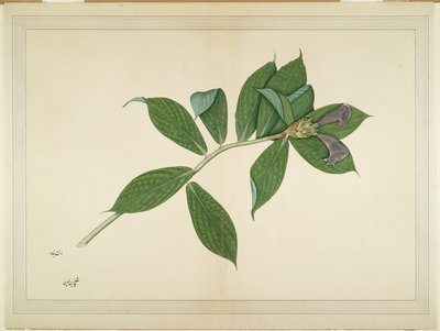 Kreupelgemberplant, folio uit een Serie in Opdracht van Lady Impey, c.1780 door Shaikh Zain ud Din