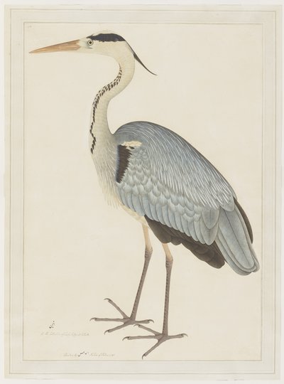 Grijze Reiger, folio uit een Serie in Opdracht van Lady Impey, ca. 1780-82 door Shaikh Zain ud Din