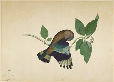 Indische roller op sandelhouttak, folio uit een serie in opdracht van Lady Impey, 1779 door Shaikh Zain ud Din