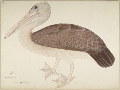 Gevlekte Pelikaan, folio uit een Serie in Opdracht van Lady Impey, ca. 1780-82 door Shaikh Zain ud Din