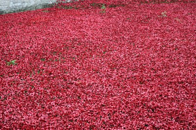 Blood Swept Lands and Seas of Red, Tower of London door Sheldon Marshall
