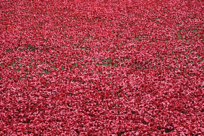 Bloed Overgoten Landen en Zeeën van Rood, Tower of London, 2014 door Sheldon Marshall