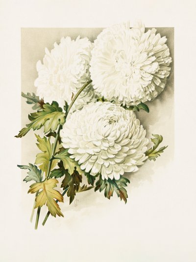Chrysanten voor kerstavond door Sidney Thomas Callowhill