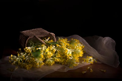 Tere primula