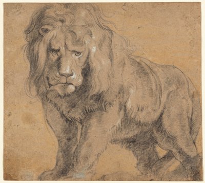Leeuw door Sir Peter Paul Rubens