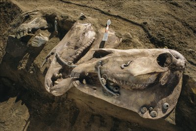 Paardenschedels met hoofdstelonderdelen nog op hun plaats vullen een Scythisch graf. door Sisse Brimberg