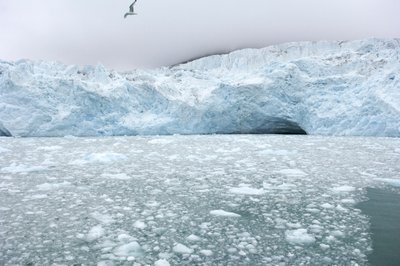 IJsbrokken van nabijgelegen gletsjers drijven in de Arctische zee, Svalbard-eilanden, Noorwegen, 2022 (foto) door Sisse Brimberg